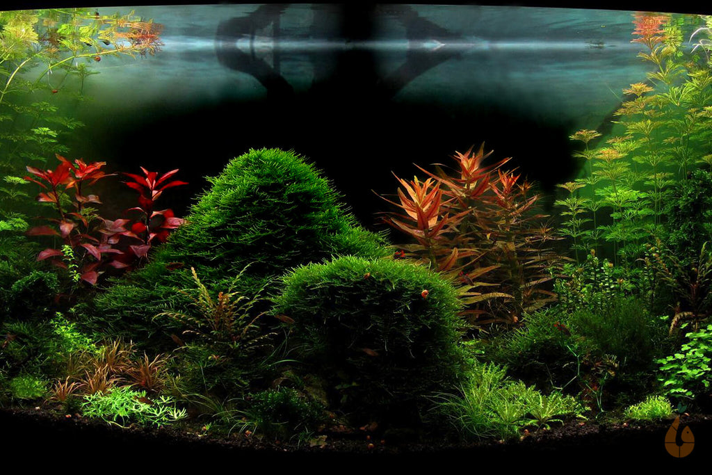 Aquariumpflanzen im Aquascape mit mini Garnelen und Wasserschnecken und CPO