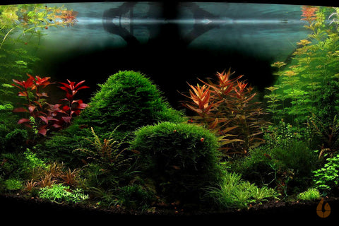 Aquariumpflanzen im Aquascape mit mini Garnelen und Wasserschnecken und CPO