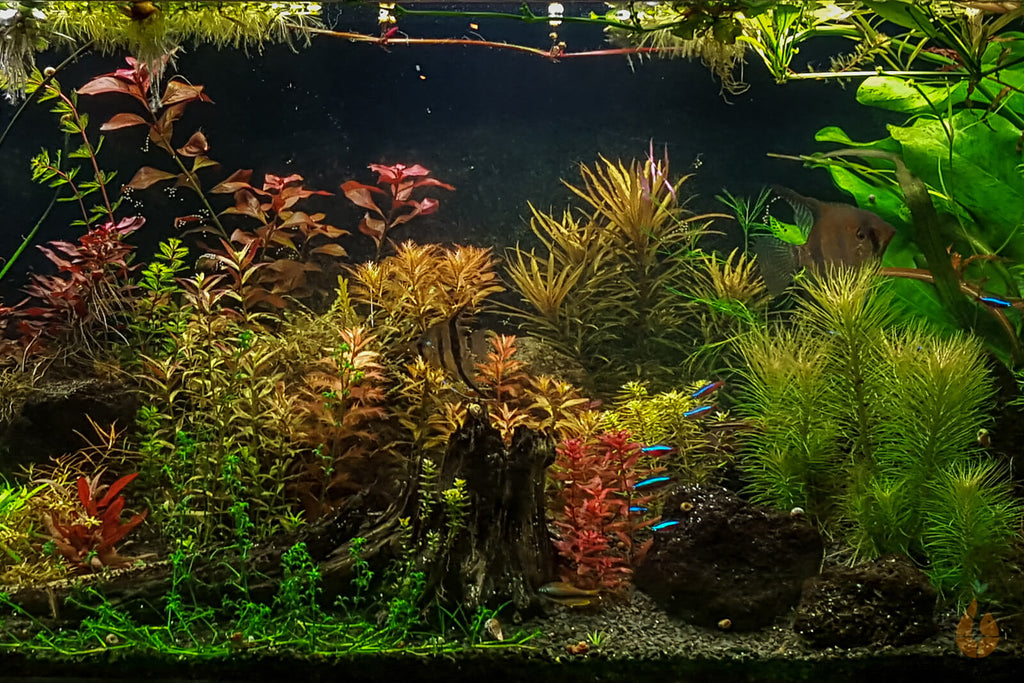 Vordergrundpflanzen im Naturaquarium / Aquascape / Pflanzenaquarium / Hollandaquarium von Aqua Birne