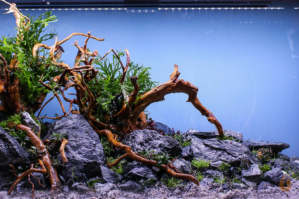 Kleines Papageienblatt | Alternanthera reineckii 'Mini' Aquascaping Aquarium