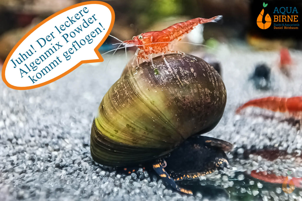 Blaubeer Schnecke / Blue Berry Snail | Notopala sp. - Rarität Nachzucht / Zucht im Aquarium frisst das Staubfutter Pure&Basic Powder