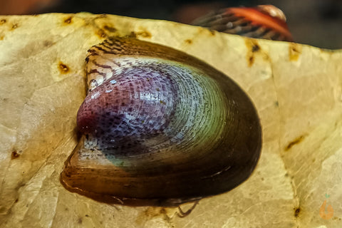 Batmanschnecke / Fledermausschnecke | Neritina auriculata auf einem Seemandelbaumblatt