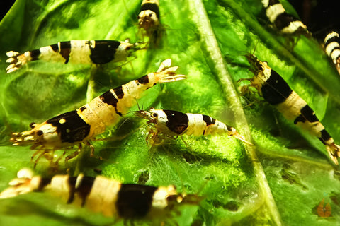 Black Bee Bienengarnele | Caridina logemanni - ASSA Zuchtlinie