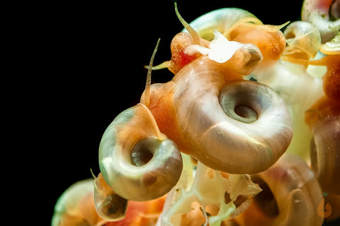 Fressturm der Posthornschnecke - Schnecken | PHS | Helisoma cf.anceps