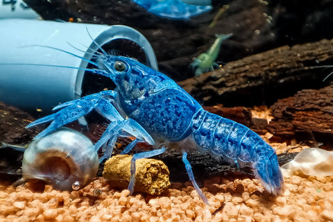 Blauer Floridakrebs | Aquariumkrebs | Procambarus alleni