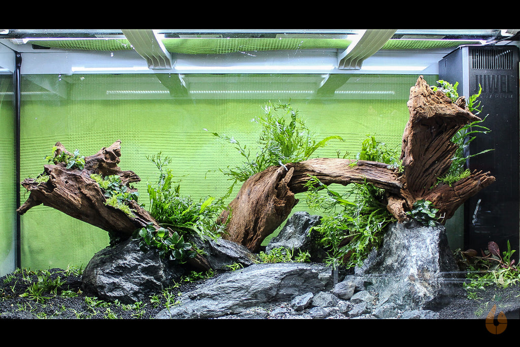 Bucephalandra pygmaea 'Bukit Kelam / Sintang / Wave Leaf' | In Vitro Aquariumpflanze - Rarität Hardscape Aquascape Aquarium mit Pflanzen