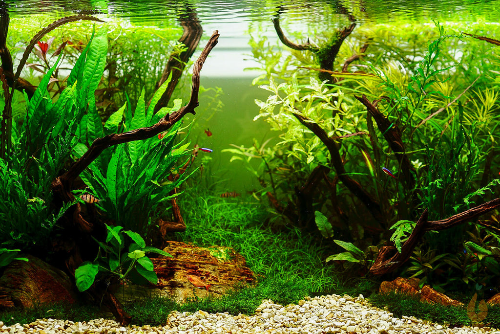 Mi-Oya Wasserkelch | Cryptocoryne wendtii 'Mi Oya' Aquascape