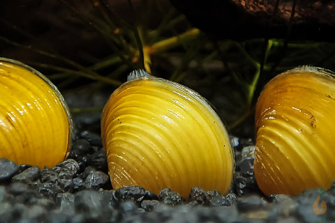 Goldene Körbchenmuschel | Kaltwasser + Aquarium Muschel | Corbicula javanicus