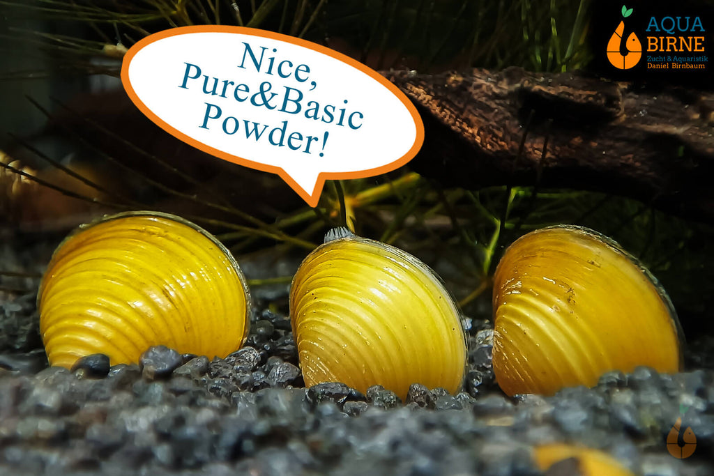 Goldene Körbchenmuschel | Kaltwasser + Aquarium Muschel | Corbicula javanicus lieben das Pure&Basic Powder Staubfutter von Aqua Birne