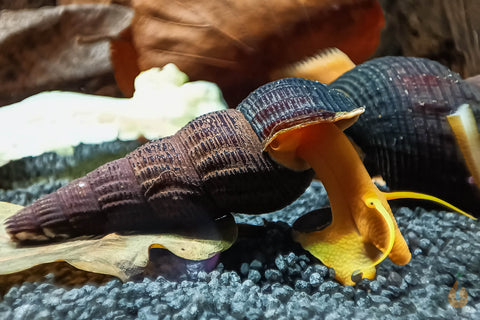 Tylo / Tylomelania Schnecken für das Aquarium