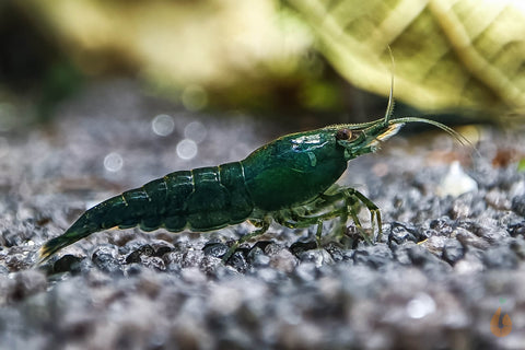 Green Jade Extreme Garnele | Neocaridina davidi "Green Jade"