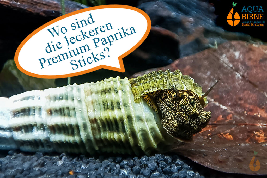 Himalaya Turmdeckelschnecke | Himalayan TDS | Tylomelania marwotoae fressen gerne Premium Paprika Sticks