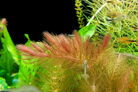 SchnellwachsendeIn Pflanzen für das Aquarium