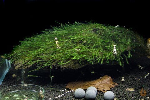 Driftwood im Aquarium