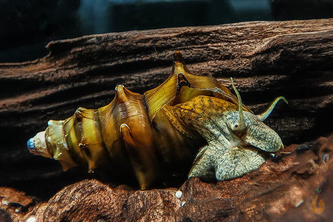 Igelschnecke /  Stachelige Turmdeckelschnecke | Brotia pagodula