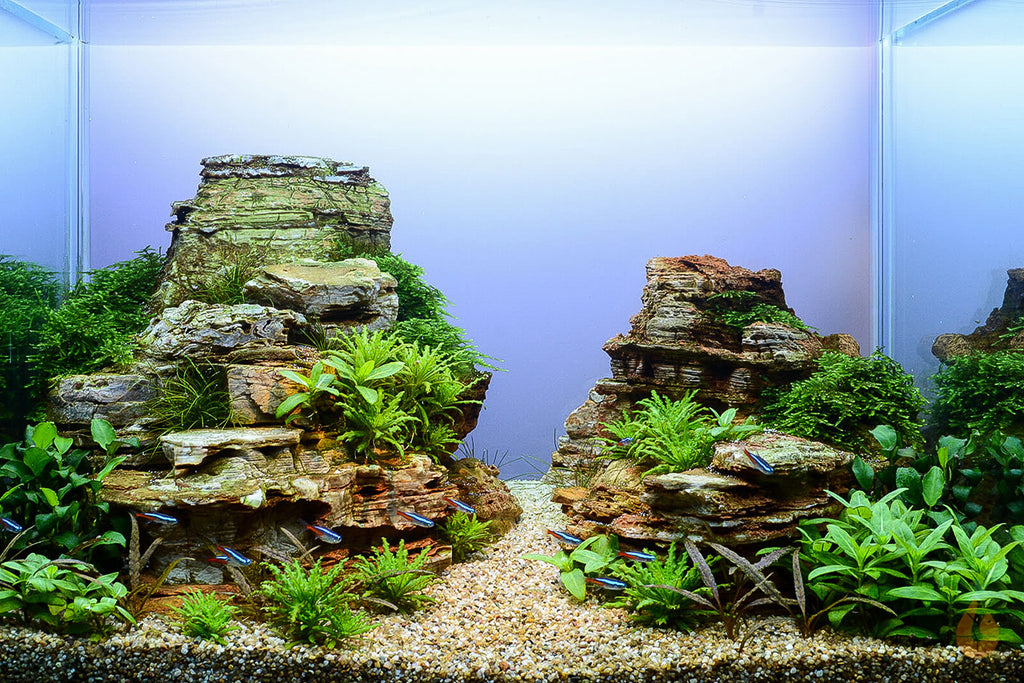 Kleiner Wasserstern | Pogostemon helferi | Aquascape Aquarium