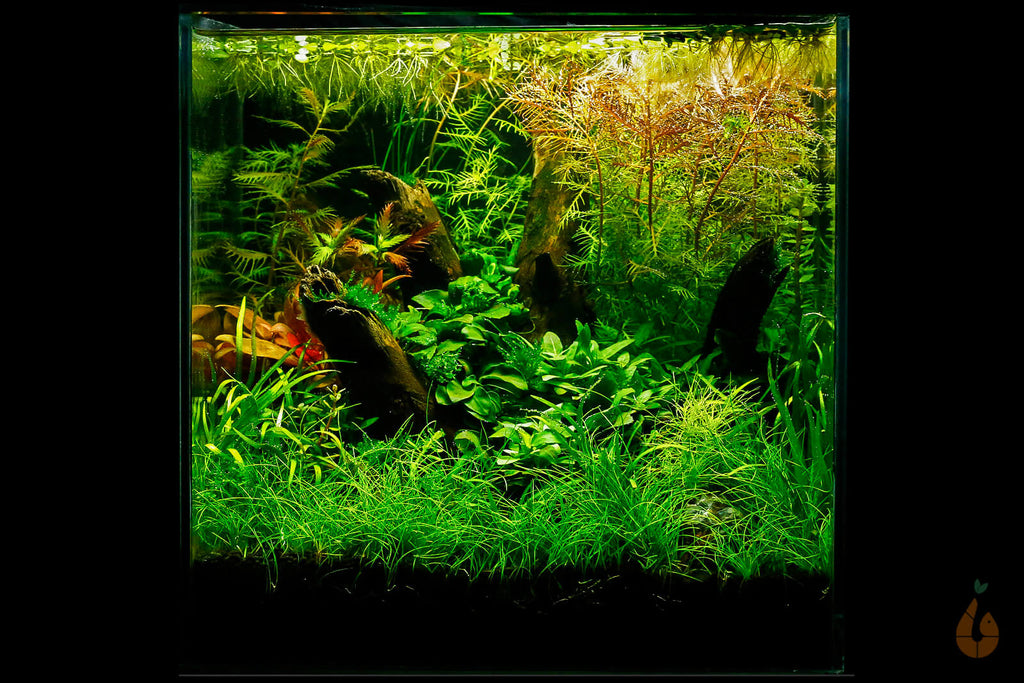 Kleinohriger Schwimmfarn / Büschelfarn | Schwimmpflanze | Salvinia auriculata im Aquascaping Aquarium