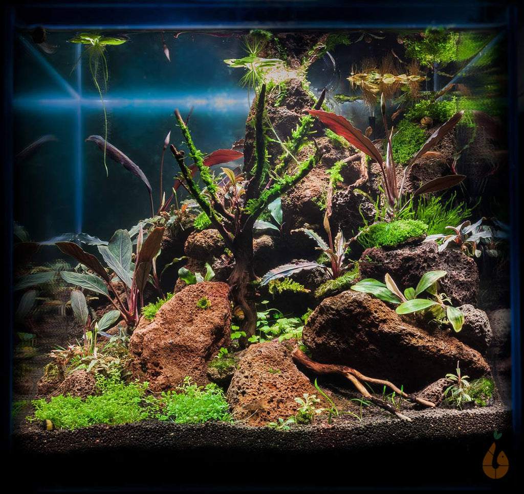 Bucerama von Aqua Birne - Bucephalandra Aquarium mit Moosen und Lavsteinen