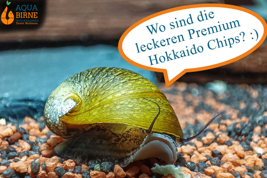 Olive Napfschnecke / Algenrennschnecke | Neritina pulligera - Liebt die Aqua Birne Premium Hokkaido Chips