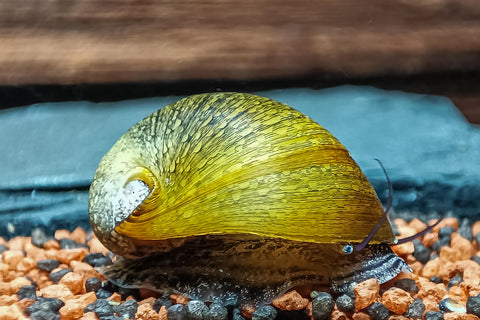 Olive Napfschnecke / Algenrennschnecke | Neritina pulligera - TOP Algenkiller! im Aquarium