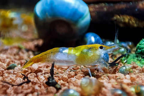 Orange Rili Sakura Garnele | Neocaridina davidi "Orange Rili" im Aquarium