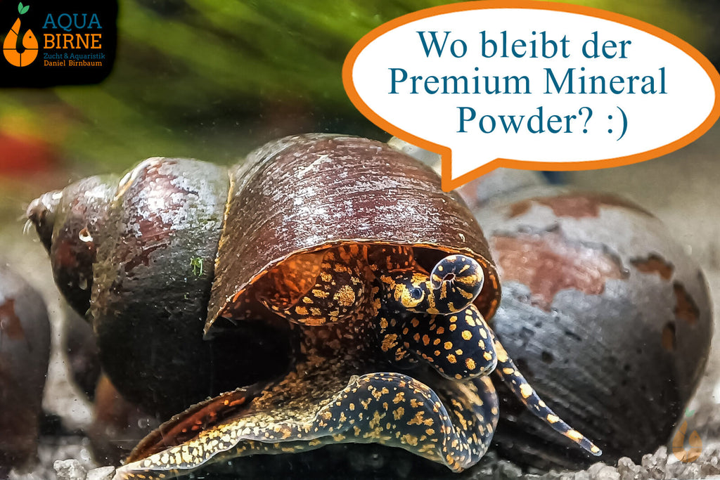 Orange Spotted Leopard Schnecke / Orange Spot Snail | Filopaludina sp. - liebt den Premium Mineral Powder von Aqua Birne