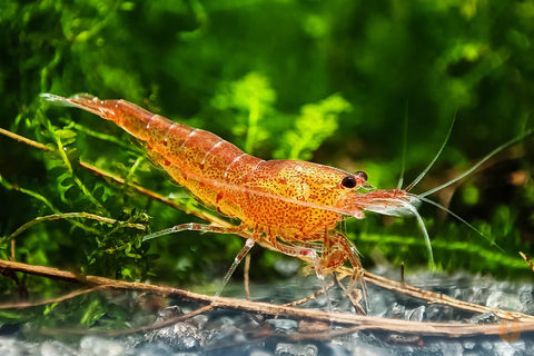 Tigergarnelen für das Aquarium