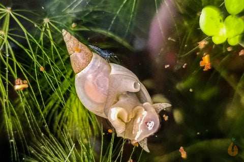 Schnecken im Aquarium die sich vermehren