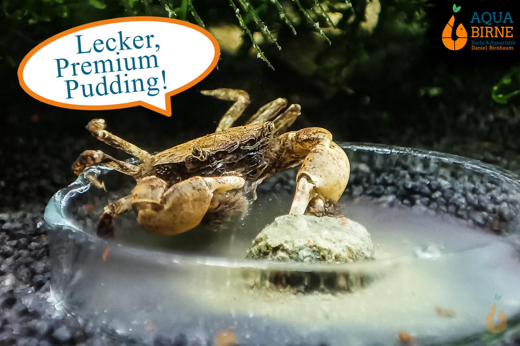 Pompomkrabbe | Lebt unter Wasser | Ptychognathus barbatus isst den Aqua Birne Premium Pudding