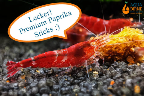 Red Lapiz Garnele | Orange Eye / OE | Caridina sp. frisst Aqua Birne Premium Paprika Sticks