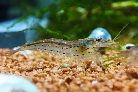 Rote Amano Garnele / Amanogarnele | TOP Algenfresser | Caridina multidentata var. Red