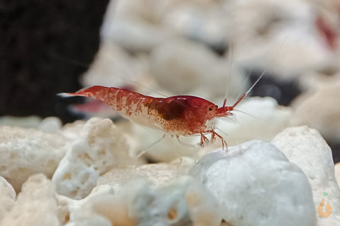  Brackwassergarnelen für das Aquarium