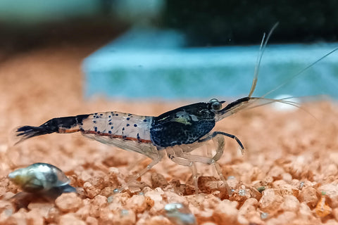 Schwarze Carbon Rili Sakura Garnele | Neocaridina davidi "Carbon Rili" Aquariumgarnele