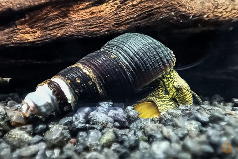 Sulawesi Felsenschnecke - Mischling | Tylo Mix | Tylomelania sp.