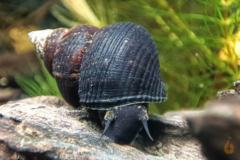 Sulawesi Triangelschnecke | Triangel Tylo | Tylomelania sinabartfeldi - Rarität