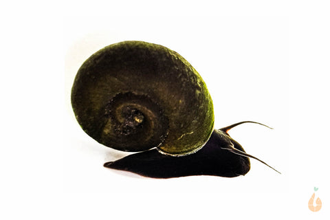 Teich Posthornschnecke | Teich / Kaltwasser PHS | Planorbarius corneus