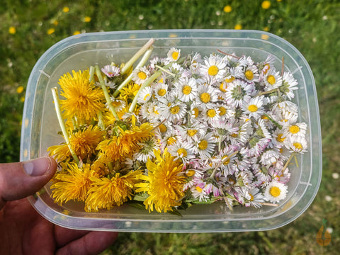 Löwenzahnblüten und Gänseblümchen in meiner Wildkräuter Box