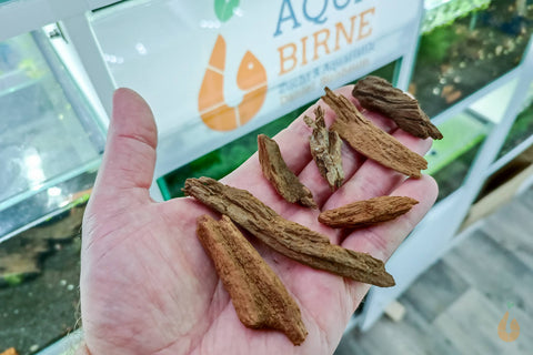 Wurzel-Birnes Überraschungs Driftwood | 2-8cm (mini)