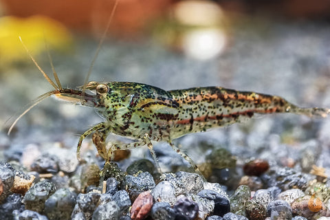 Algengarnele / Putzergarnele | Neocaridina davidi