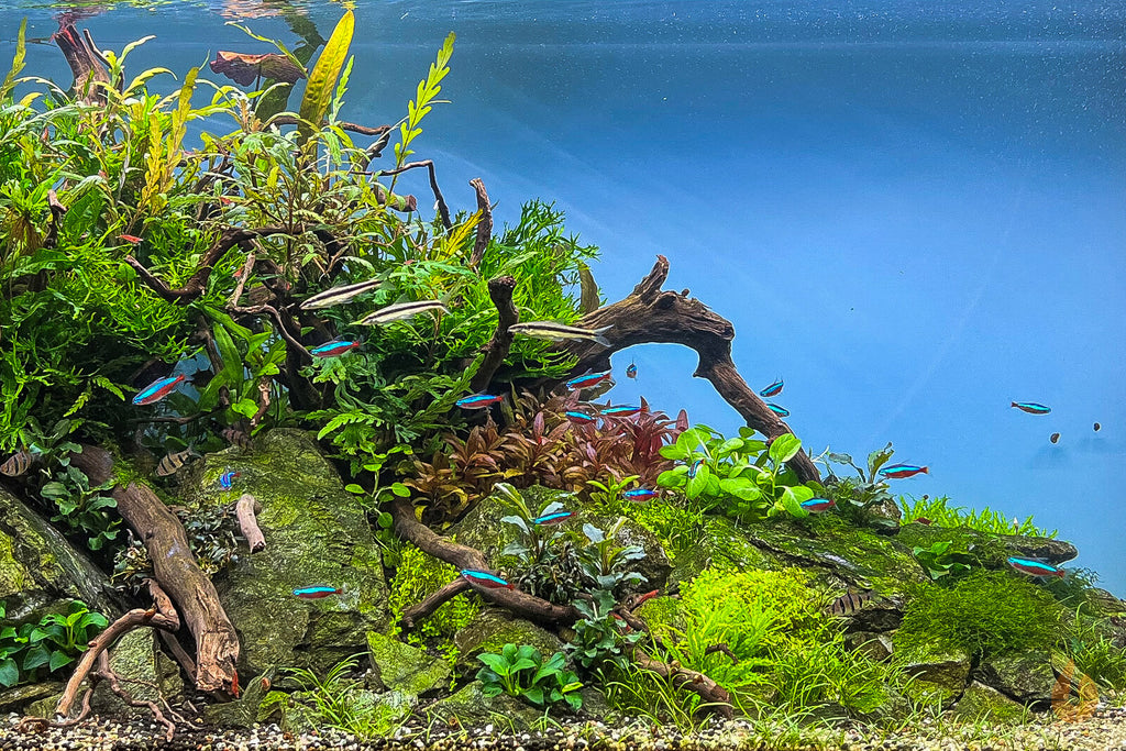 Kleines Papageienblatt | Alternanthera reineckii 'Mini' Aquascaping Aquarium