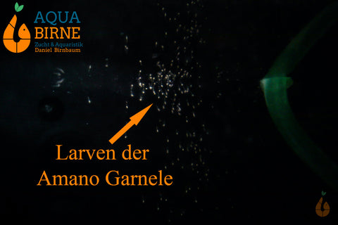 Amano Garnele / Amanogarnele | TOP Algenfresser | Caridina multidentata Nachzucht im Brackwasser