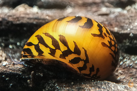 Batik / Mosaik Rennschnecke / Napfschnecke  | Vittina sp. Batik