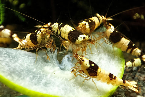 Brown Bee Zwerggarnelen | Caridina logemanni