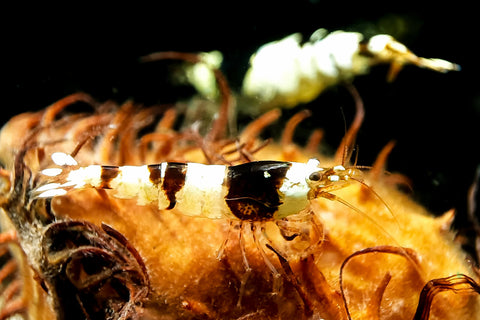 Brown Bee Bienengarnele | Caridina logemanni