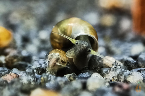 Blasenschnecke / Quellblasenschnecke | Physella sp. Zucht und Vermehrung