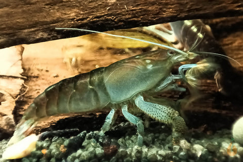 Blaue Monsterfächergarnele | Gabun Fächergarnele | Atya gabonensis