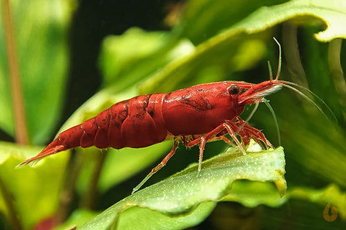 Batmanschnecke günstig online kaufen » Neritina auriculata Rote Sakura  Garnelen