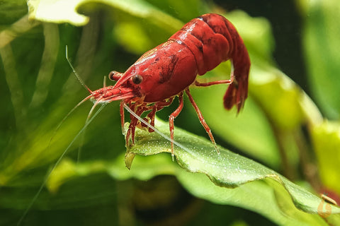 Rote Bloody Mary Sakura Garnele | Neocaridina davidi "Bloody Mary"