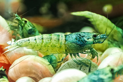 Blue Bolt Garnele | Caridina sp. Taiwan Bee