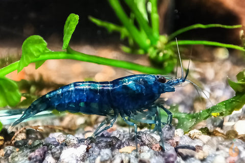 Blue Dream / Blue Velvet Garnele | Neocaridina davidi "Blue Dream"